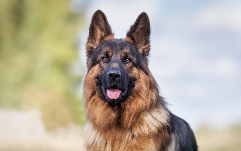 你可以永远相信狗的眼泪,你可以永远相信狗的忠诚