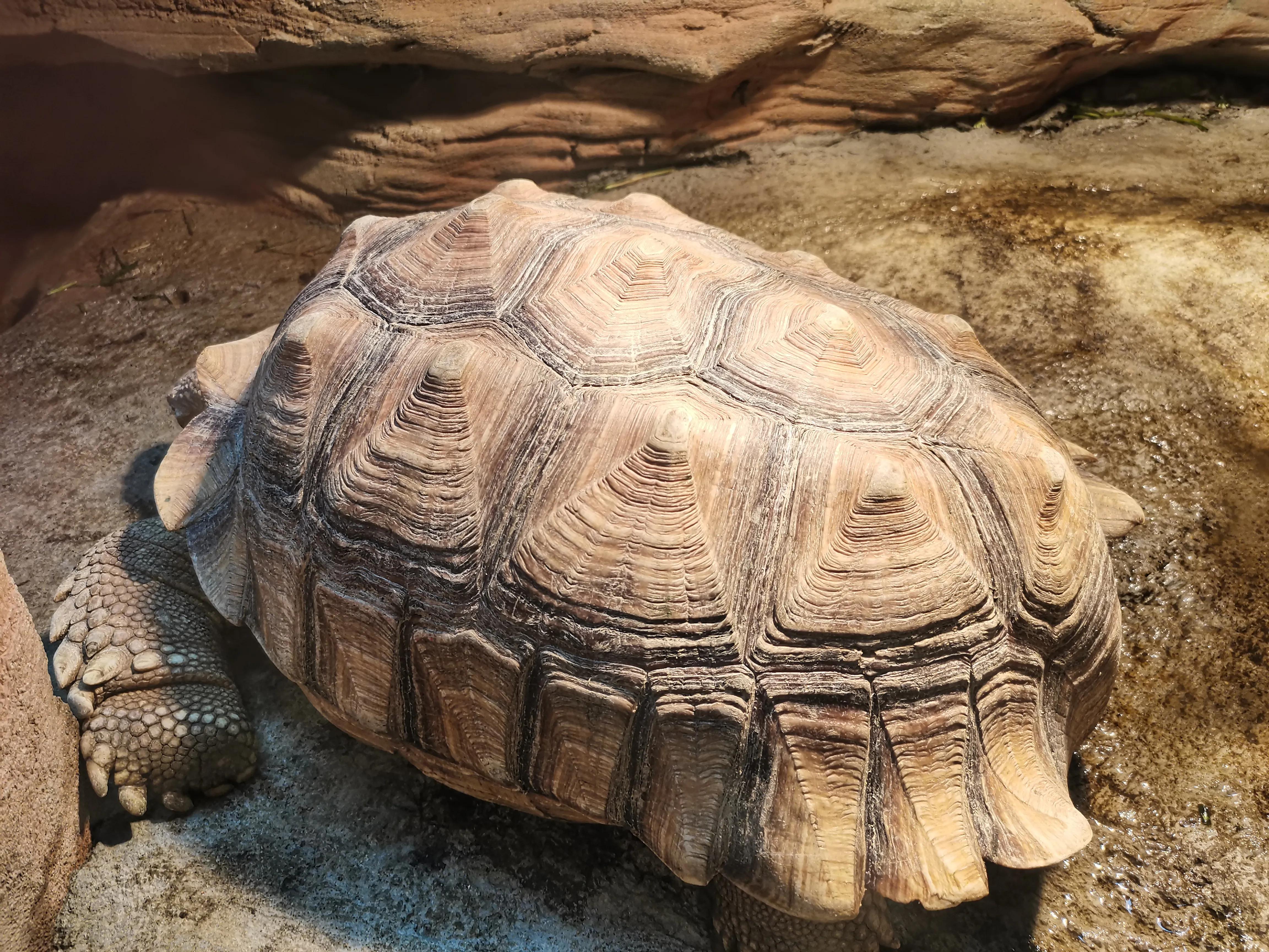 济南野生动物园和宿州野生动物园,宿州野生动物园到宿州皇藏峪