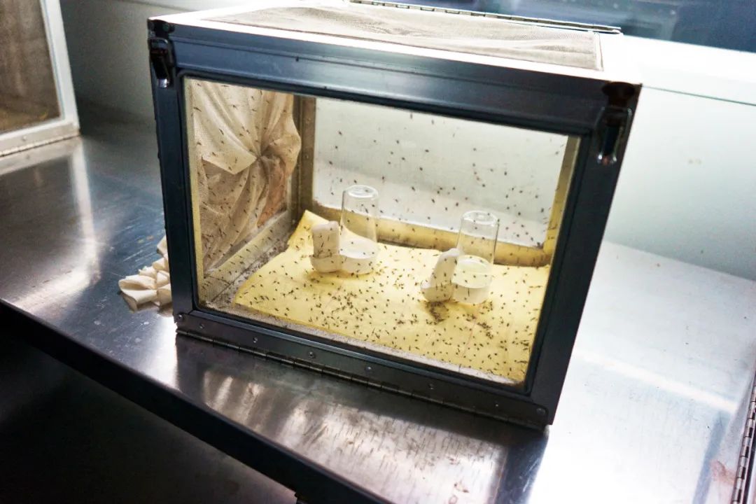 抗疟事迹,抗击新冠病毒中的感人故事