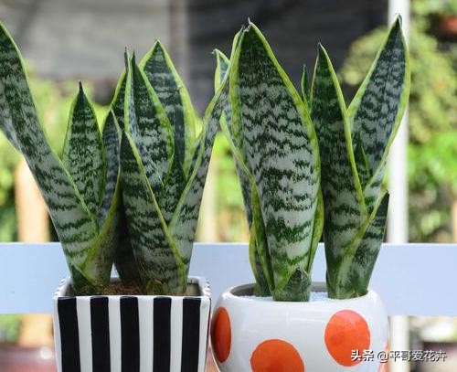 新房除甲醛哪种植物最好最有效,什么树除甲醛效果最好最快