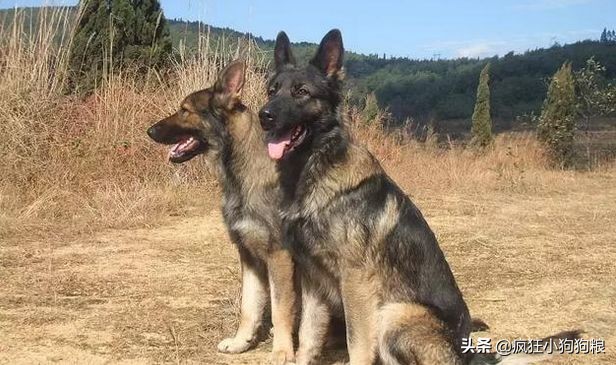 战斗力最强的土狗是什么品种,这40种土狗其实都是超酷的品种犬