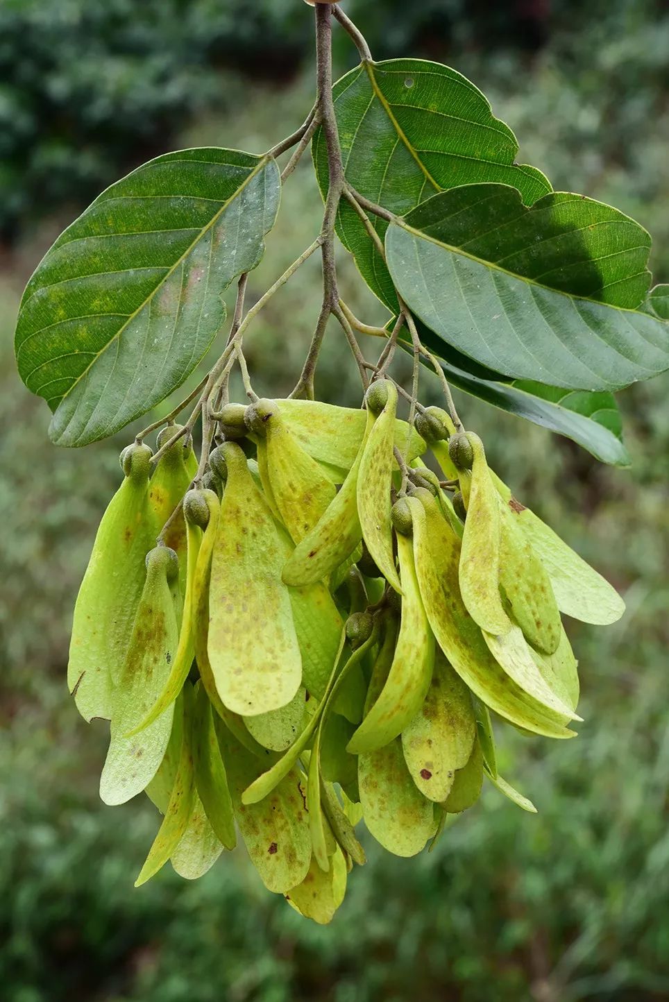 中华人民共和国野生植物保护名录,濒危保护植物名录药用植物多少种