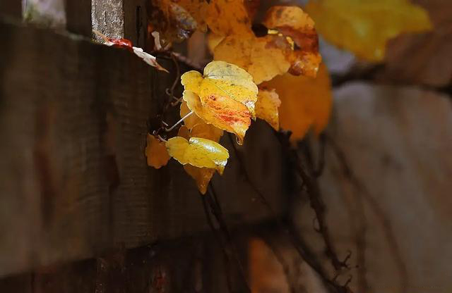 摄影有哪些乐趣和意义,摄影爱好者都喜欢拍什么