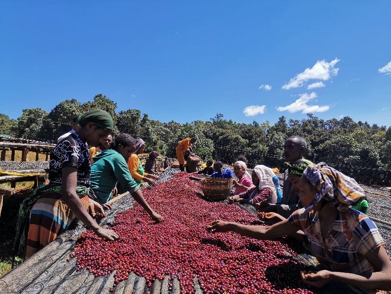 瑞幸耶加雪菲澳瑞白可以要大杯吗,瑞幸soe耶加雪菲咖啡豆测评