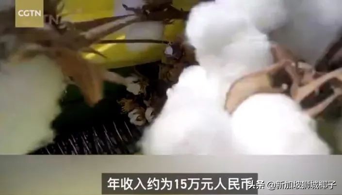 美国亚马逊下架中国棉！*疆新**小姐姐HM门前跳舞，网友惊呼太美