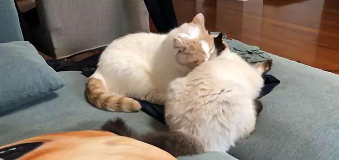 猫与猫咪之间打架会流血受伤吗,猫咪之间老是打架怎么办