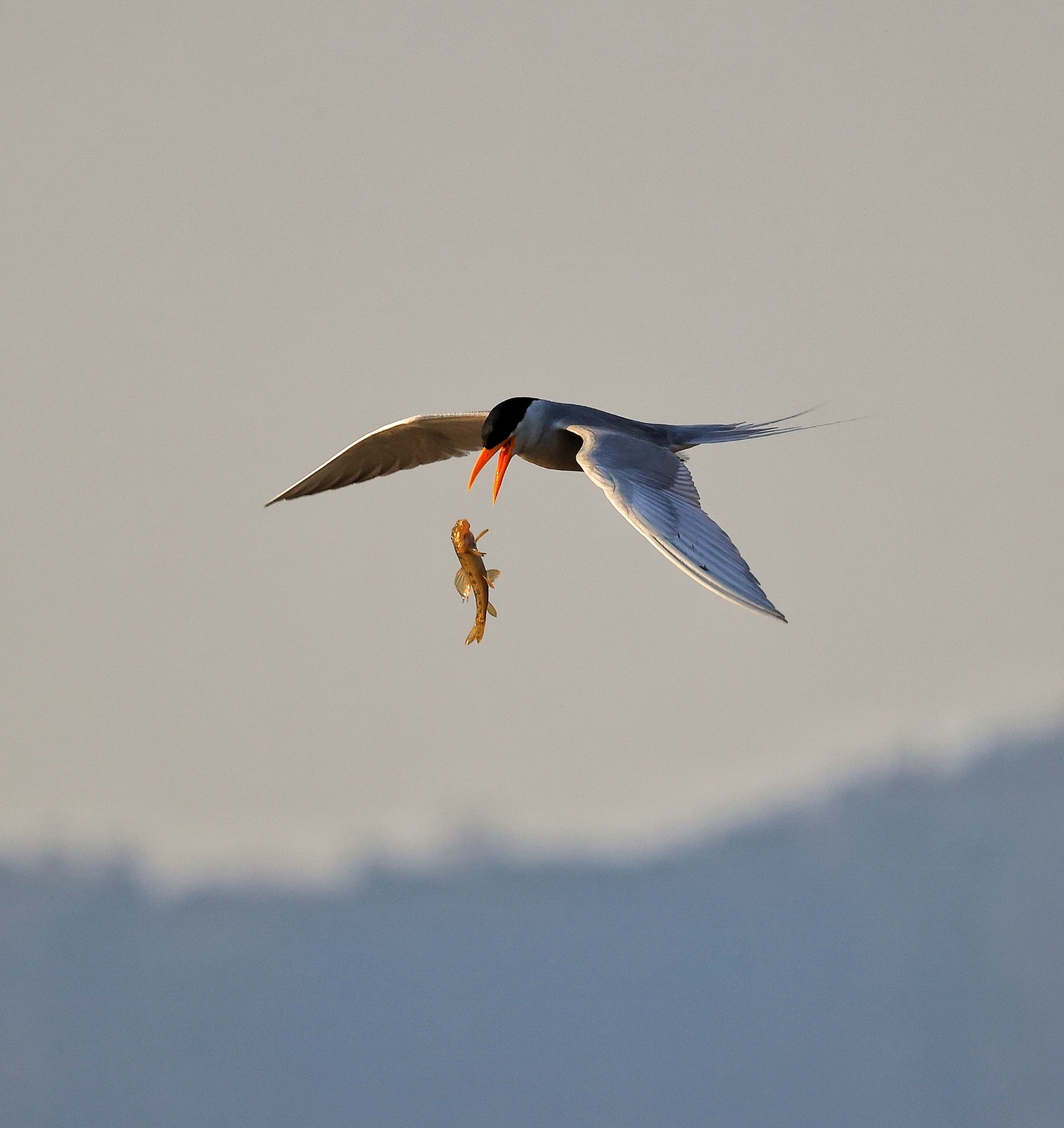 如何用eosr5拍摄视频,eosr5摄影