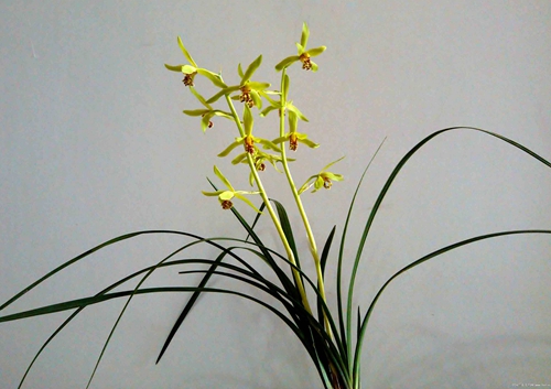 养兰要怎样养,新手养兰选择什么品种的兰花好