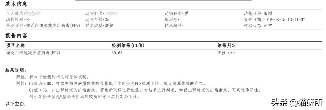 专业宠医答疑:新猫进家前必做的6项体检,万万不可少!