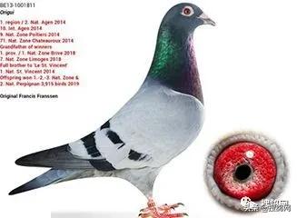 国内冠军赛鸽,羽毛球2人冠军