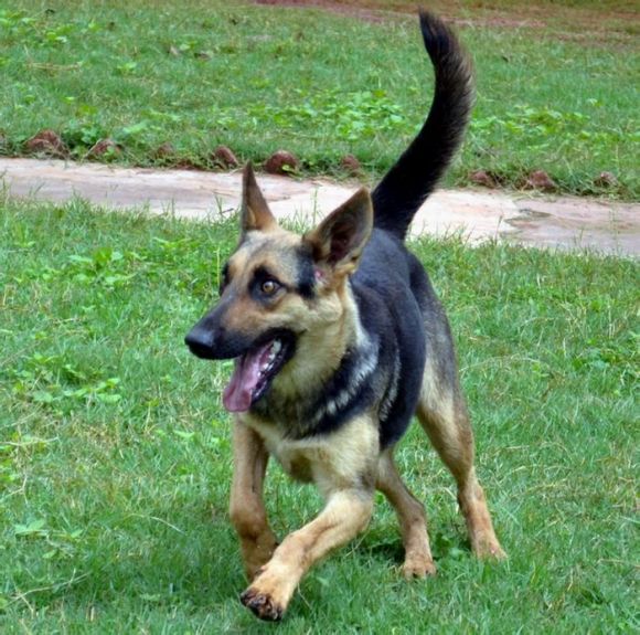 昆明犬黑背和德国黑背的区别,老版德牧黑背vs昆明犬黑背