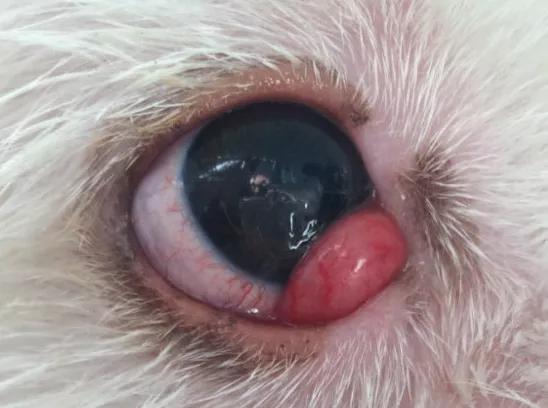 儿童眼角长个黑色的小肉球,小奶猫眼睛长肉球怎么办