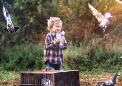 对赛鸽肠道进行保健的几个做法,五天的小幼鸽消化不良怎么办