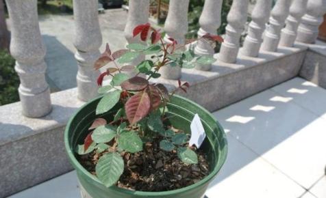 最容易烂根的四种花,花烂根了怎么救活