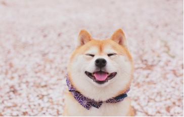 狗狗生理常识各位铲屎官都知道吗,生殖功能怎么保护