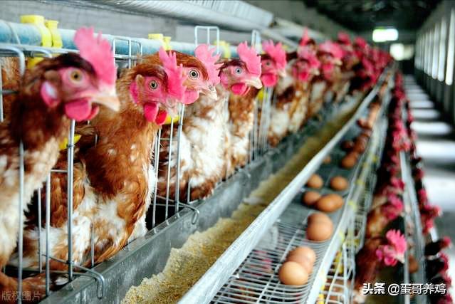 湿度不当对家禽有3大危害！养殖户掌握这3点，减少鸡群呼吸道病