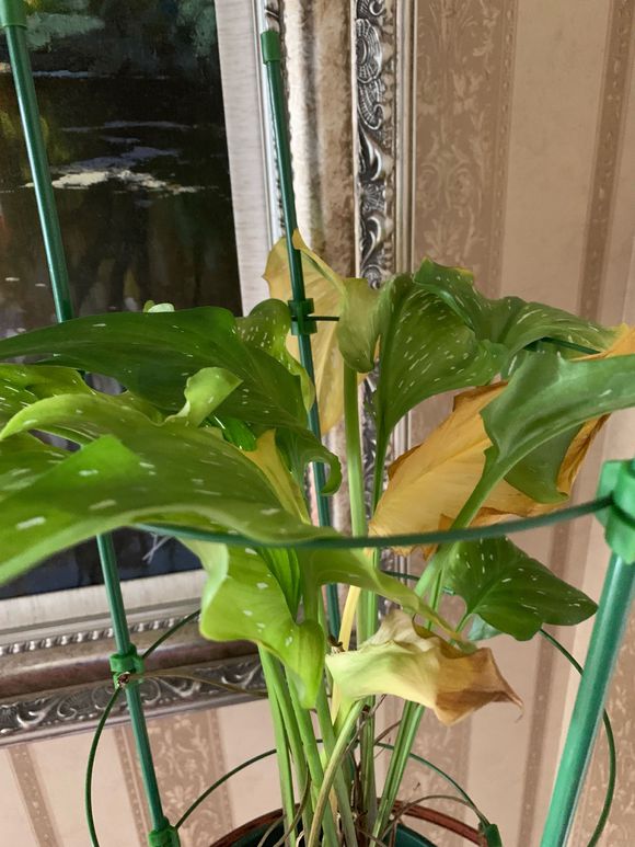 马蹄莲小苗黄叶是什么原因,马蹄莲黄叶不开花是什么原因