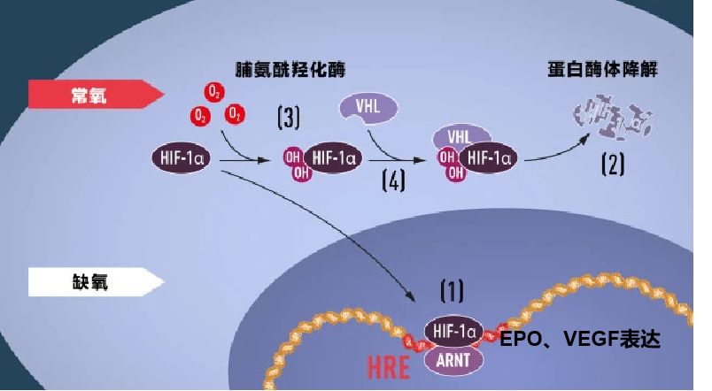 诺贝尔医学奖和癌症有关的研究,诺贝尔医学奖癌细胞