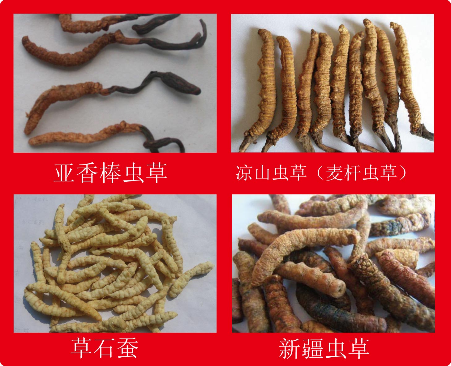 常见假虫草 (几种常见的假虫草)