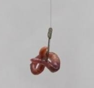 用路亚竿挂蚯蚓如何调漂钓鲫鱼,怎么挂蚯蚓更容易上钩