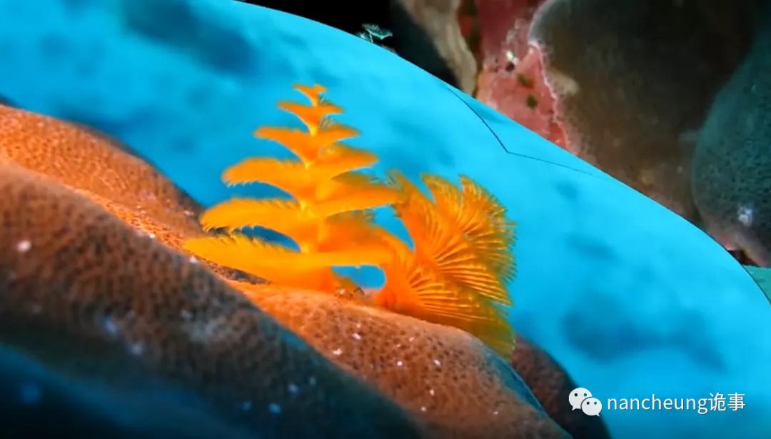 深海迷航第49天神秘生物,深海海底神秘的10种生物