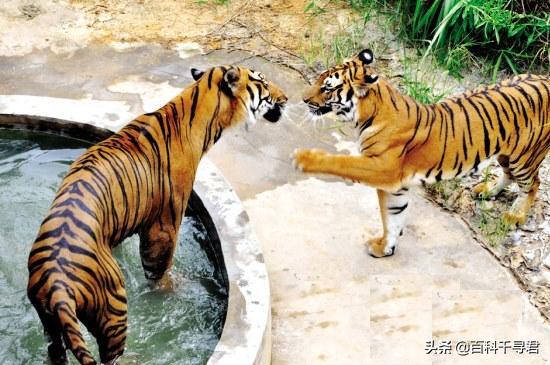 如何让灭绝的物种复活,怎样才能复活灭绝后的动物