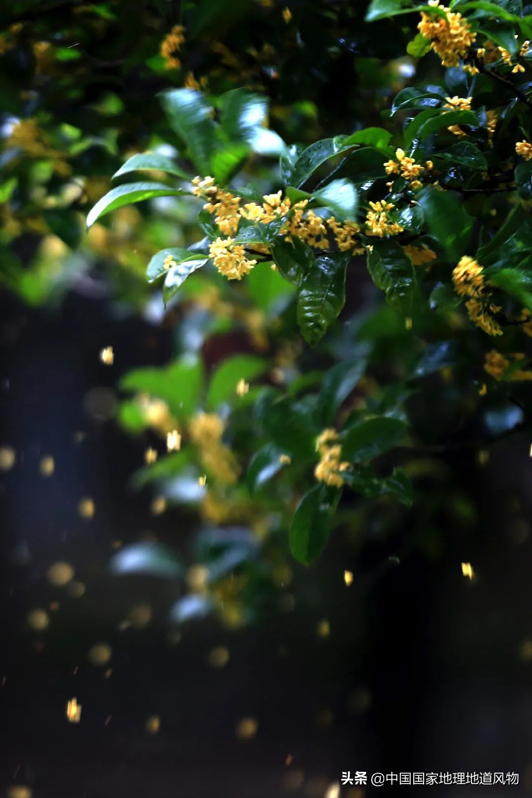 中国夏天地图全图,中国秋色地图