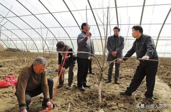 温室大棚种植大樱桃管理技术,温室大棚美早大樱桃树修剪方法