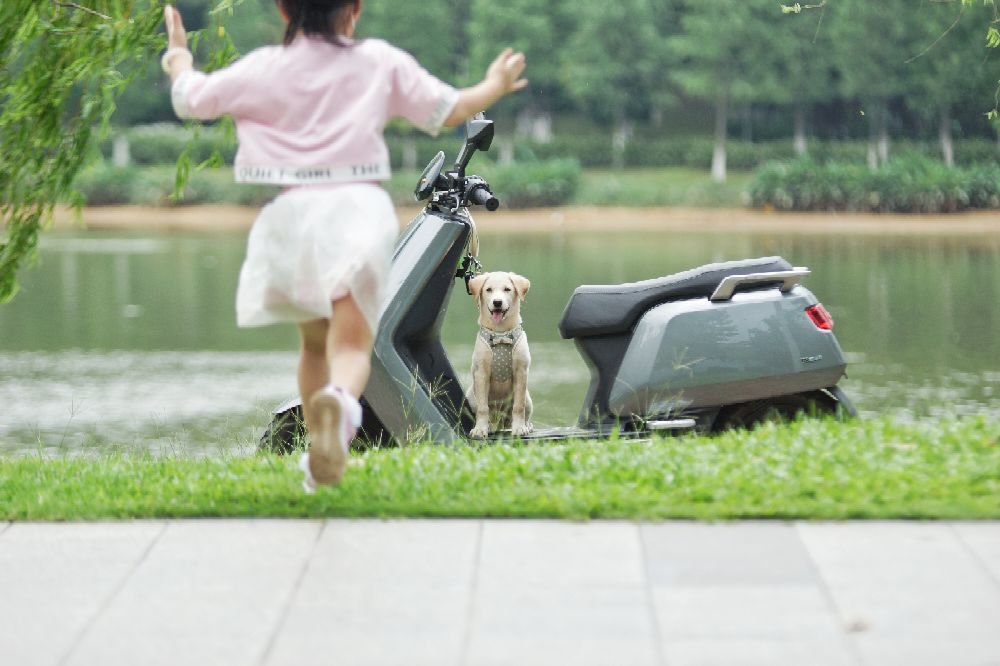 这是什么狗,狗狗横齿什么样