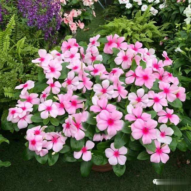 这8种花四季开花不断漂亮又好养,18种奇花异草图片