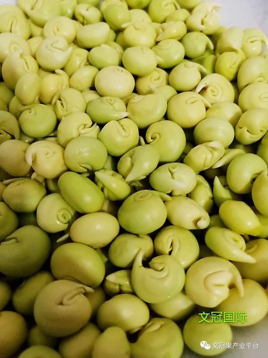 文冠果籽怎么吃好吃,文冠果嫩叶怎么吃