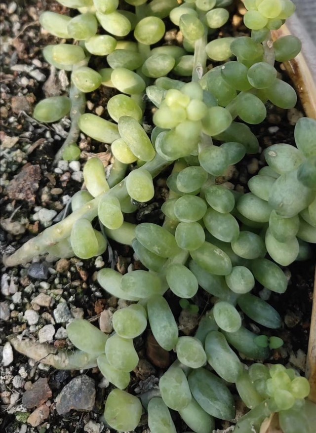 多肉冻伤的叶片要摘掉吗,多肉冻伤怎么救