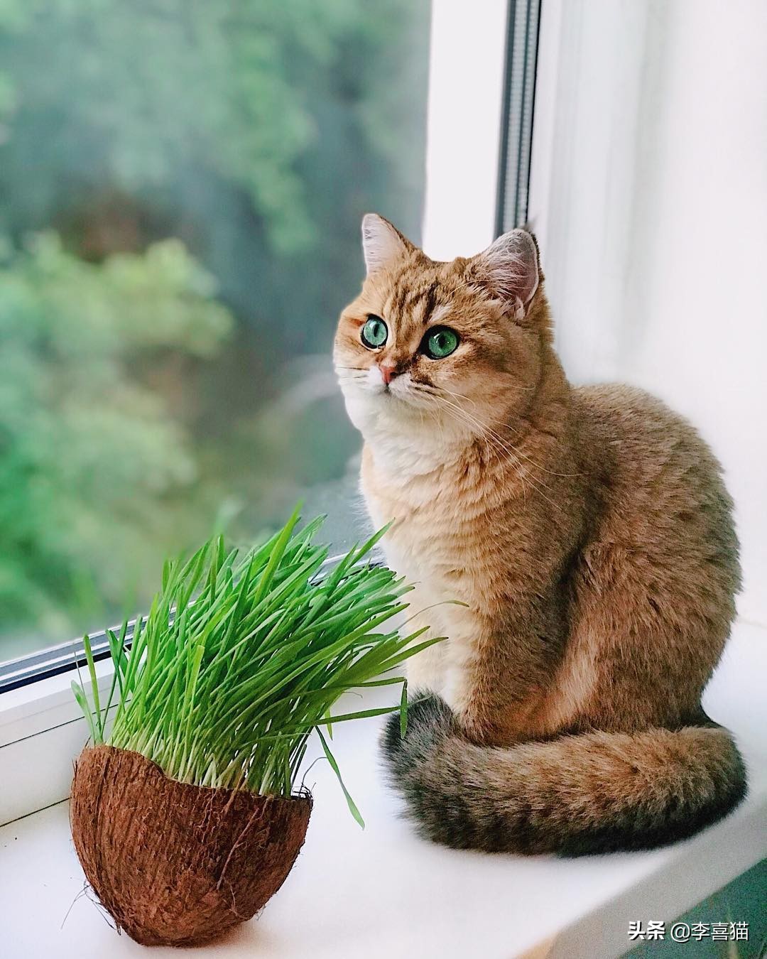 猫咪是只吃猫粮吗,猫咪是肉食动物为什么不攻击人类