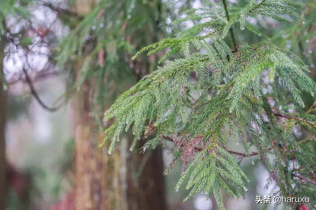 南方也能下雪吗,南方也能见到雪