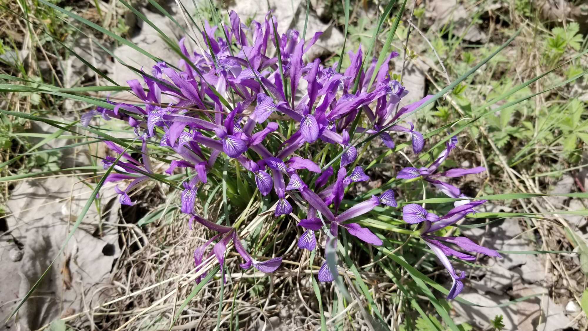 马蔺是木本还是草本植物,马蔺是草木还是花卉