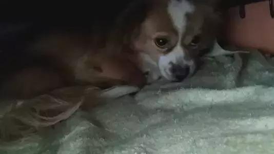 狗狗为什么喜欢钻到床底下,狗狗躲到床底下不出来怎么办