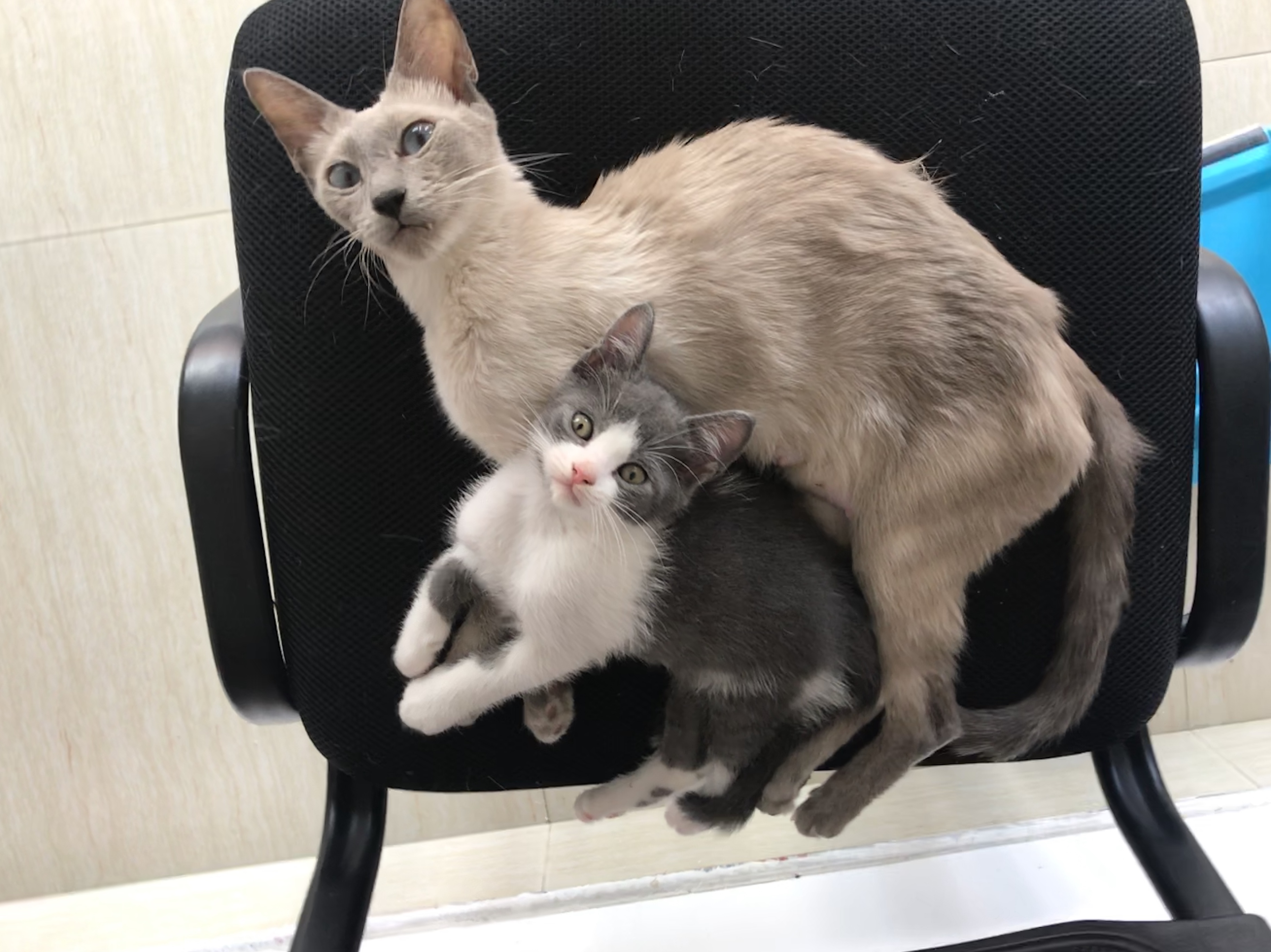 资深猫奴注意事项,猫奴都应该做什么