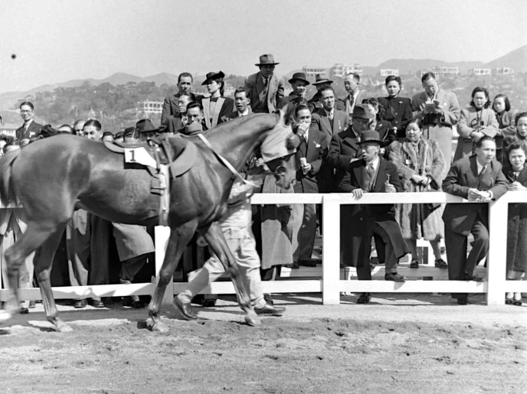 香港赛马会介绍,香港赛马会沙田马场
