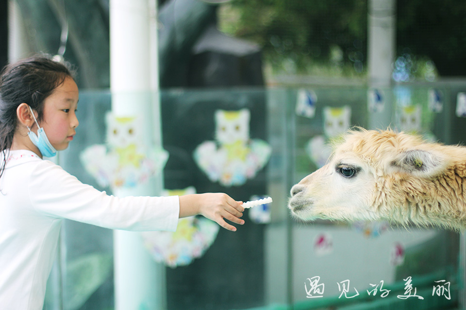 百万葵园有多坑,百万葵园免门票