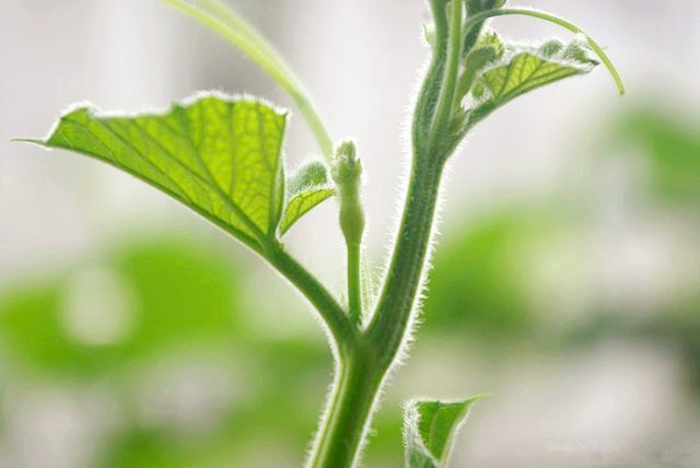 葫芦种阳台上怎么授粉,阳台上种小葫芦怎样架起来