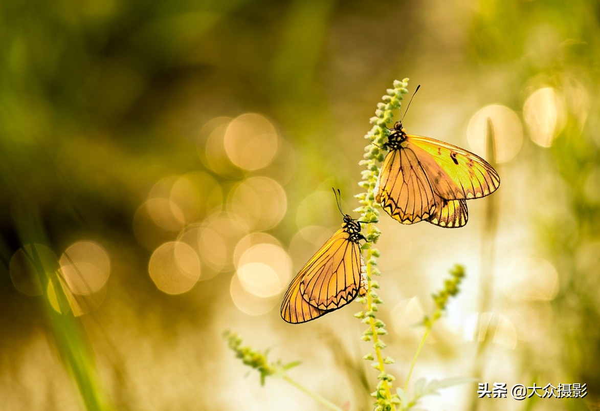 他7年专注拍蝴蝶,获“蝶痴”、“蝶仙”雅号