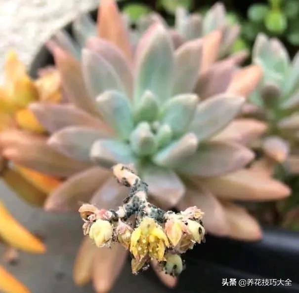 蚧壳虫的养殖方法和注意事项,多肉蚧壳虫怎样彻底消灭小妙招