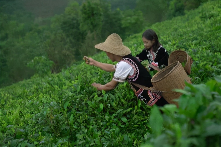 相宜本草中草药护肤,相宜本草的护肤过程