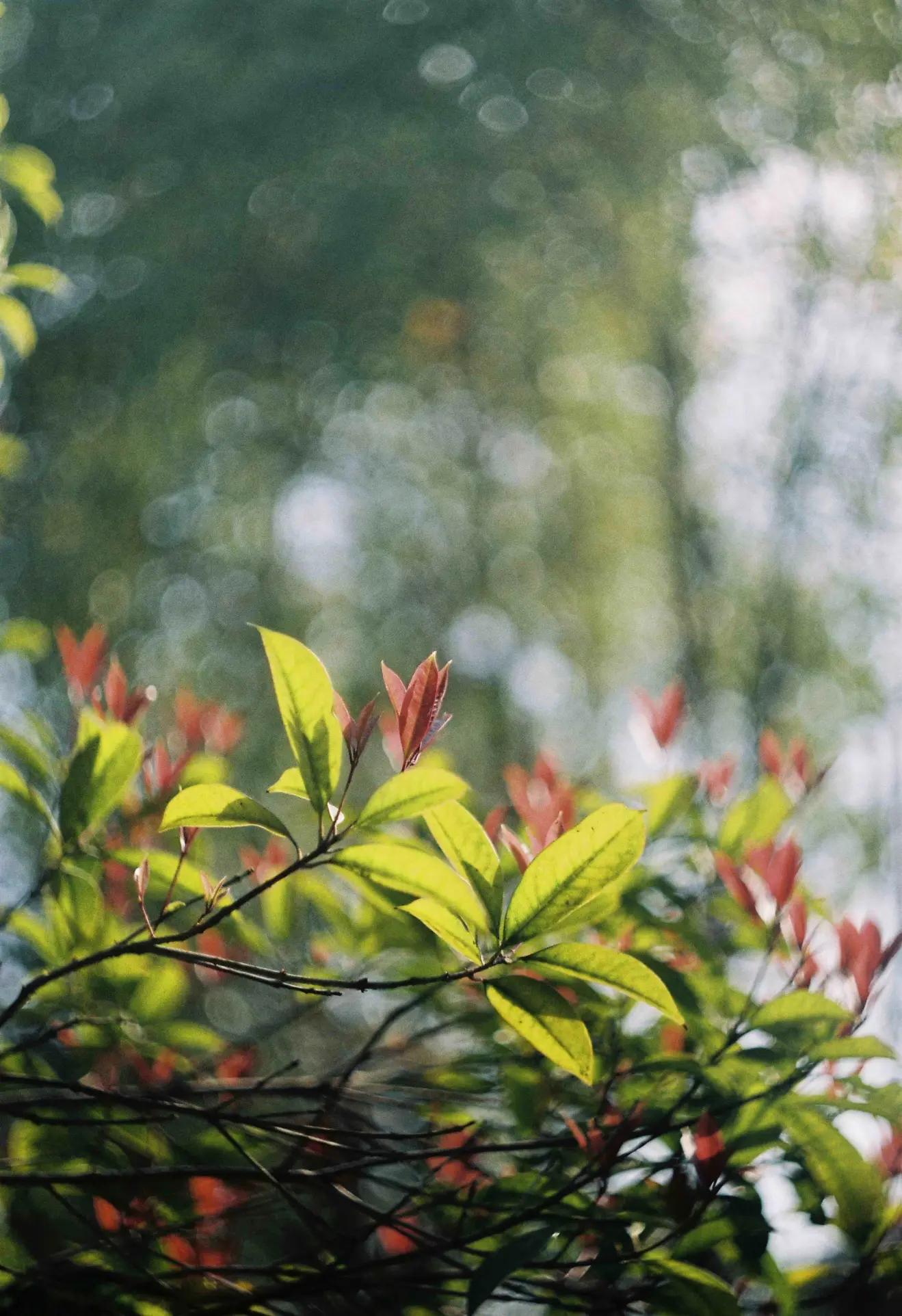 是谁发明了彩色相机,康泰时相机发展史