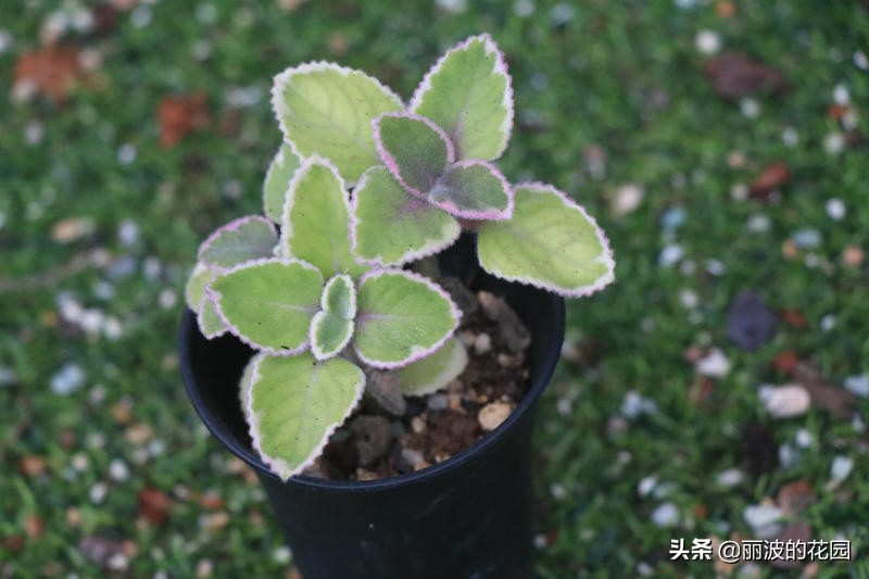 香妃碰碰香,带香味的花卉碰碰香