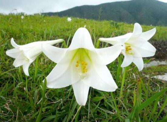 百合花盆栽施肥方法步骤,百合花生长期要施什么肥最好