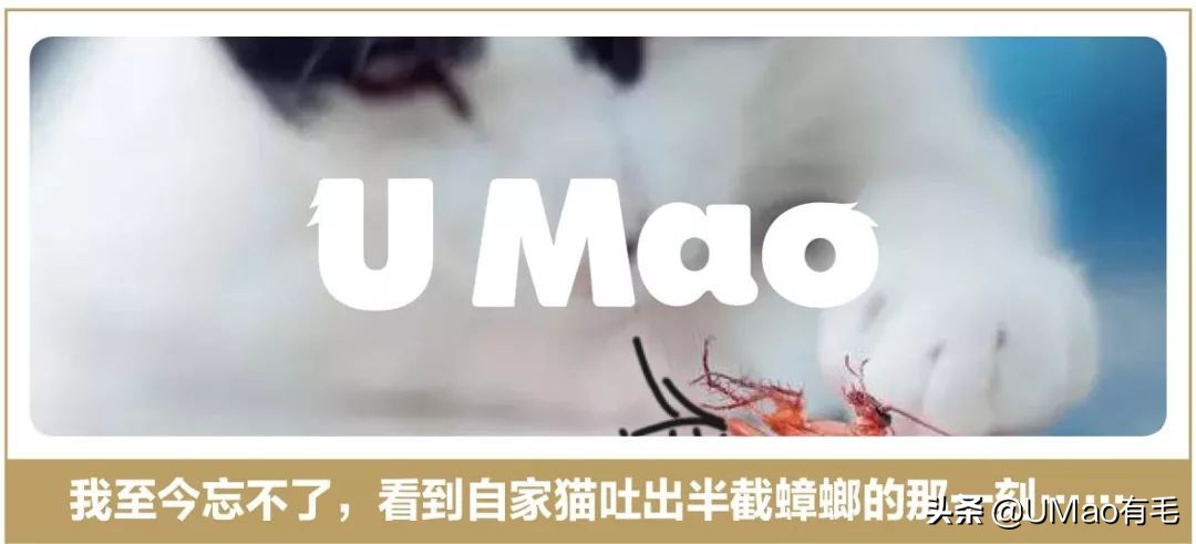 铲屎官别怕猫咪来保护你,猫咪对铲屎官的占有欲