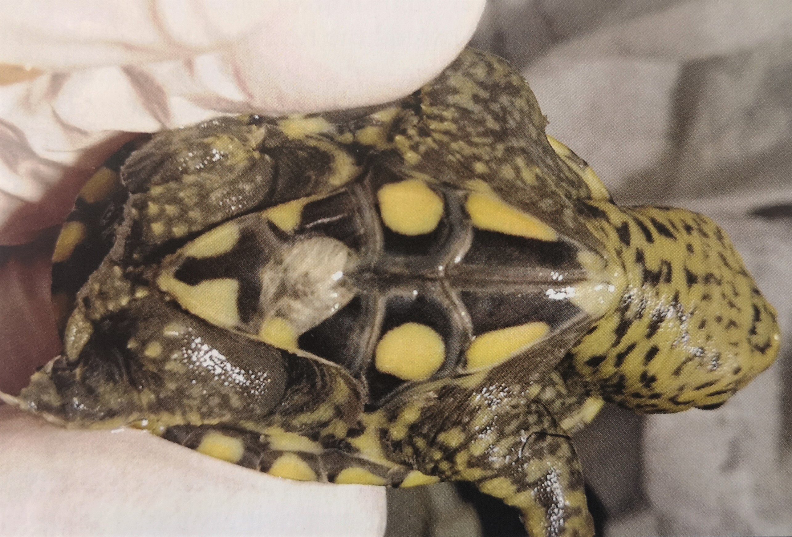 minimonster杭州,minimonster绘本