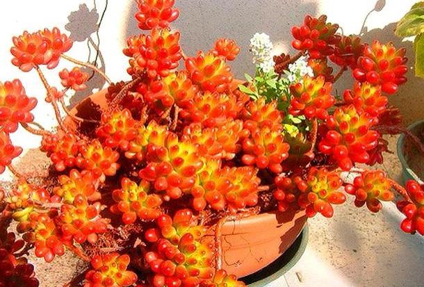 多肉红彤彤,彩色多肉褪色了怎么回事