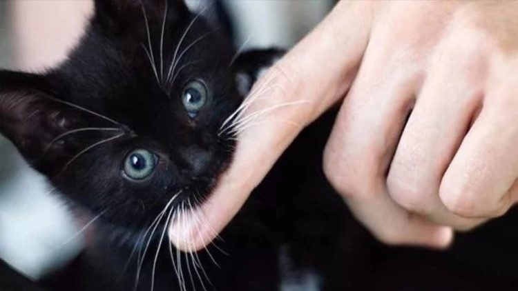 猫咪吃可怕的糖果,盘点猫咪吃了雪糕的表现